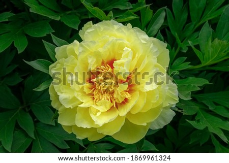 Huge yellow peony flower in Chinese garden. Bartzella Itoh Peony bloom in Park. Illuminating golden yellow double flower. Colourful flowering easiest ornamental plant. Queen of Flowers Chinese Peonies