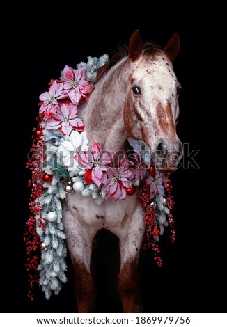 American Appaloosa horse on isolated background