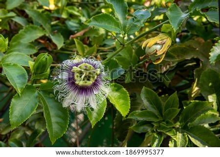 Close up passiflora, flower of love (Passiflora Caerulea), foliage in a tropical garden.