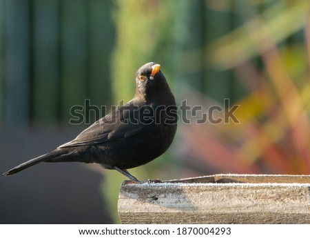 Male blackbird (Turdus merula) on a feeding table with a low sun striking from the left