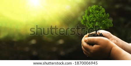Environment world earth day. Eco  concept. Handscholding green big tree growing on sunny green nature background. Arbor day  