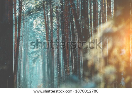Nature winter background. Snowy forest in winter. Winter nature. Christmas background. 