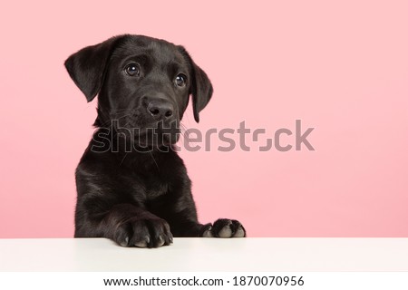 Portrait of a cute black labrador retriever puppy looking away on a pink background with space for copy Royalty-Free Stock Photo #1870070956