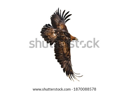 Eagle in flight. Golden eagle, Aquila chrysaetos, flying with widely spread wings isolated on white background. Majestic bird. Hunting eagle in mountains. Habitat Europe, Asia, North America. Royalty-Free Stock Photo #1870088578