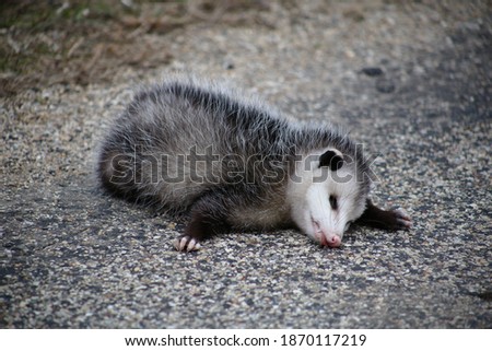 A possum who has unfortunately passed away. Its memory lives on in this image.