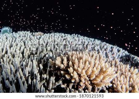              Coral spawning at Great Barrier Reef night dive                   Royalty-Free Stock Photo #1870121593