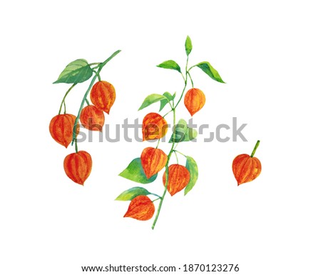 Physalis clipart set on white background. The illustration is drawn in watercolor.
