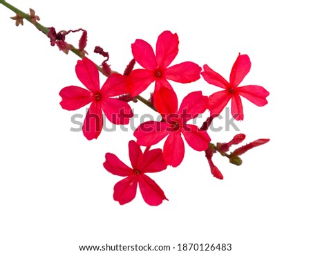 Red flower of Indian leadwort isolated on white background with clipping path