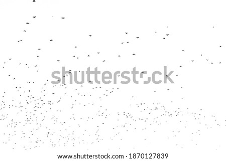 Flock of birds migrating isolated on a white background autumn sky view in Plovdiv, Bulgaria