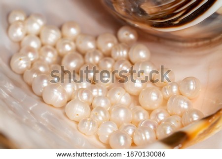 pearl beads lie in a seashell shell, close up photo on light background, concept of jewelry and richness
