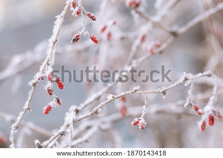 Beautiful winter plant, frozen berries in frost day. Natural environment. Seasons, ecology, botany natural background. Selective focus.