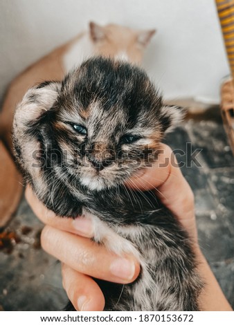 The first picture of a kitten LEO after it was born in my