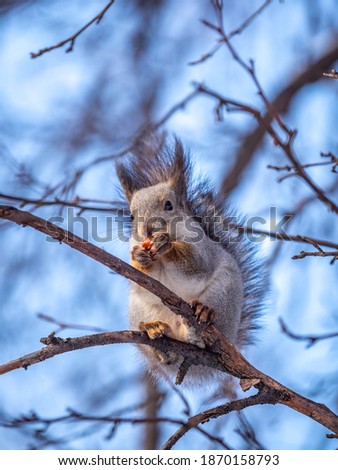 The squirrel sits on a branches in the winter or autumn on blue sky background. Eurasian red squirrel, Sciurus vulgaris