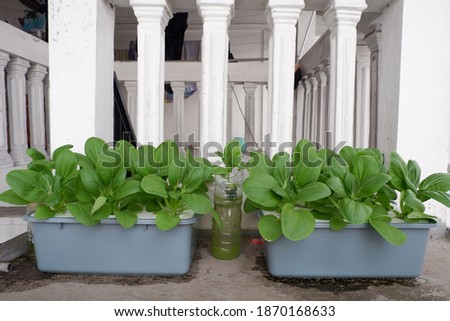Green and fresh hydroponic mustard greens. Hydroponic plants with a floating system. Hydroponic plant on a square bucket.