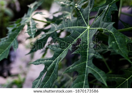 Green Papaya leaf modern dark mood for background.