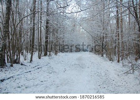 cold day in the snowy winter forest