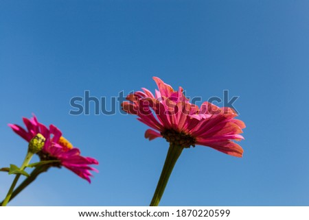 Pink flower  with blue sky, beautiful vivid natural summer garden outdoor park image.