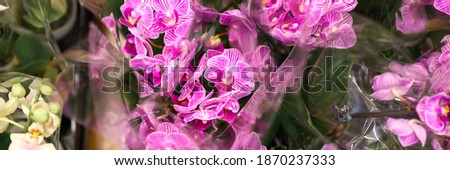 phalaenopsis mini orchid flowers in full bloom vibrant pink and white colors close up on store of flowers. banner