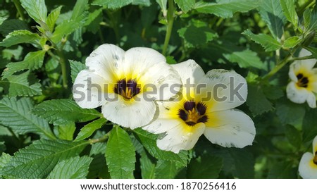 Turnera subulata or white Sage Rose flower (white buttercup, sulphur alder, politician's flower, dark-eyed turnera, and white alder) is a species of flowering plant in the passion flower family.