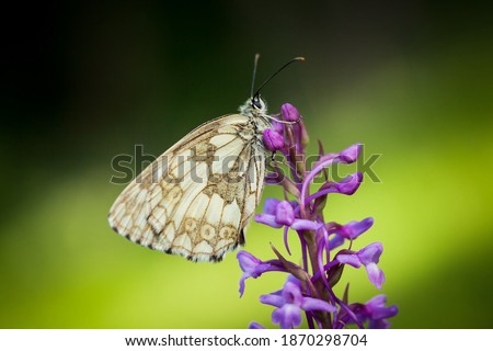 Melanargia galathea. Butterfly in nature. Beautiful picture. Wild nature. Color photograph. Butterfly. Rare object.