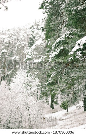 Winter landscape with snow-covered spruce forest. Christmas view. Color toning