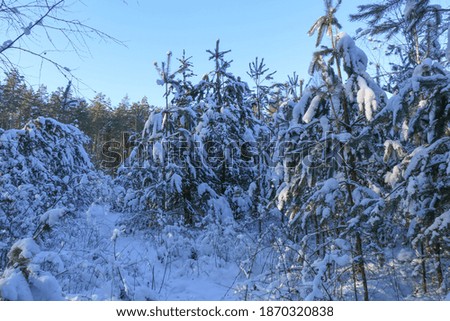 Winter landscape with snow-covered spruce forest. Christmas view.