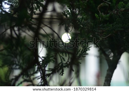 Christmas and New year background with fir branches, champagne glasses and glowing bokeh garland