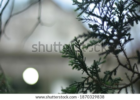 Christmas and New year background with fir branches, champagne glasses and glowing bokeh garland