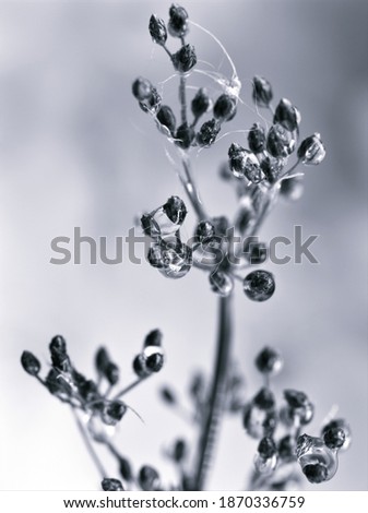  grass plants in black and white background ,macro image ,vintege blurred background ,old style photo for card design ,bud flower