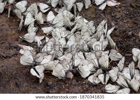 A large group of white butterflies (Pieris Brassicae) sits on wet ground. Selective focus.