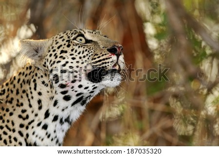 Wild african leopard close up