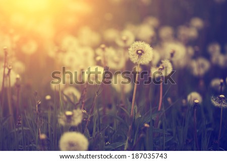 Dandelion field in sunset