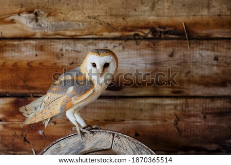 Barn owl (Tyto alba) sitting in an old barn in Gelderland in the Netherlands.