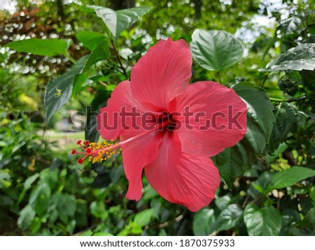 Hibiscus rosa-sinensis L. is a shrub from the Malvaceae tribe originating from East Asia and is widely grown as an ornamental plant in tropical and subtropical areas.