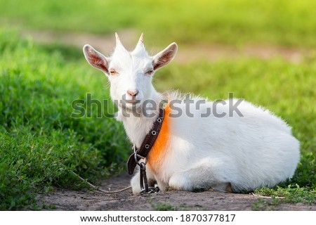 White baby goat on green grass in sunny day