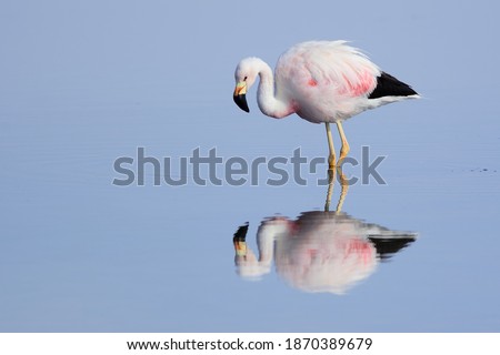 The Andean Flamingo (Phoenicopterus andinus) is one of the rarest flamingos in the world.