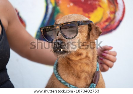 Fancy dog with sun glasses posing for a picture