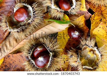 The chestnut is the fruit of the Castanea sativa, a tree of the Fagaceae family, native to temperate climates in the northern hemisphere.