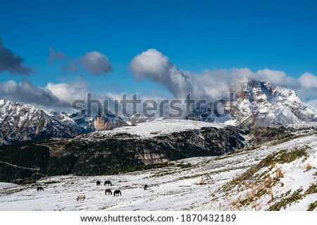First snow in the Italian dolomites during autumn. Horses on the plateau.  World heritage in South Tyrol in Italy.