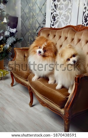 Merry Christmas and happy New year. Greeting card for winter holidays. Two dogs are sitting on a sofa near a decorated fir tree. German Spitz, Pomeranian.  a background for decorating