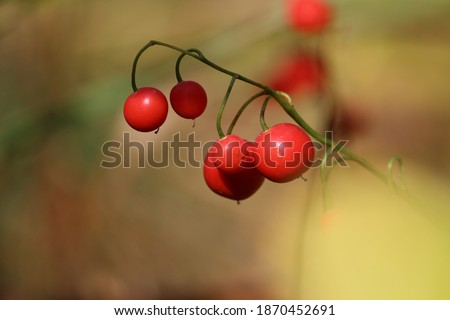 Bright orange berries of forest lily of the valley in sunlight on an autumn day on a yellow-green background of an autumn forest. Autumnal natural background. Convallaria majalis.