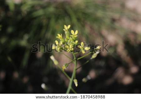 Camelina rumelica - Wild plant shot in spring. Royalty-Free Stock Photo #1870458988