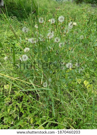 Erechtites hieraciifolius (fireweed, American burnweed, or pilewort) is a plant in the daisy family, Asteraceae. It is native to the Americas,[3] but is found many places around the world having been 