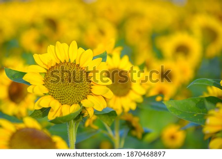 Beautiful Sunflower in the natural light, background