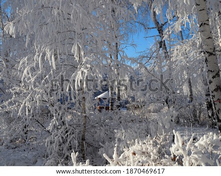 Scenic image of spruces tree. Frosty day, calm wintry scene. Ski resort. Great picture of wild area. Explore the beauty of earth. Tourism concept. Happy New Year