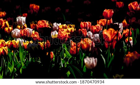 Colorful red, orange and yellow tulip field with dark silhouettes of flowers on foreground.
