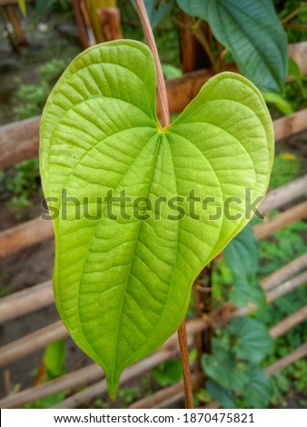 Betel leaf photographed from above, blurred background.