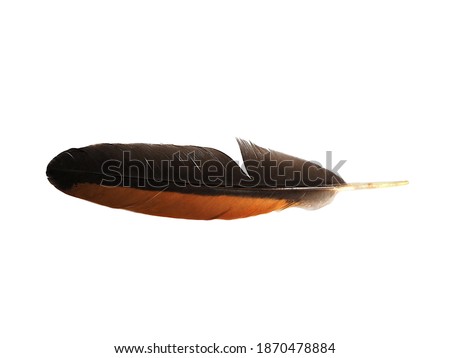 Black and brown feathers on a white background