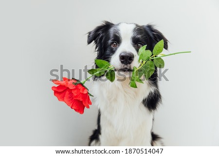 St. Valentine's Day concept. Funny portrait cute puppy dog border collie holding red rose flower in mouth isolated on white background. Lovely dog in love on valentines day gives gift Royalty-Free Stock Photo #1870514047