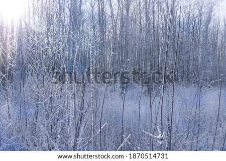 Trees in hoarfrost in winter in the forest lit by the sun. Realistic picture. Selective focus.